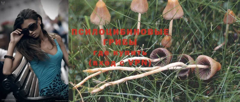 Псилоцибиновые грибы Magic Shrooms  Куровское 